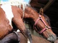 Big horse dick got filmed by whore